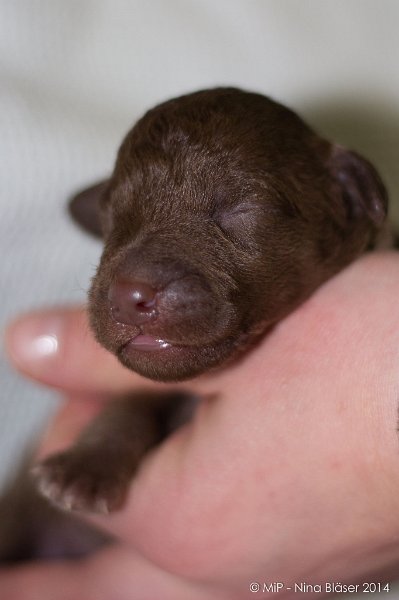 2014-02-09 Welpen Svet & Ruby-1592.jpg - Day 7